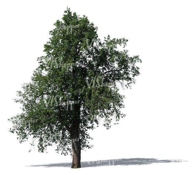 large old aspen tree
