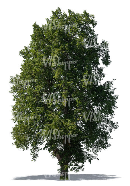 very tall deciduous tree - VIShopper