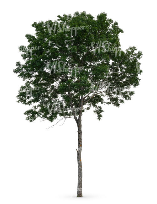 cut out small tree with a round crown in ambient light