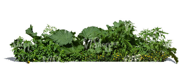 cut out group of different green plants in flowerbed