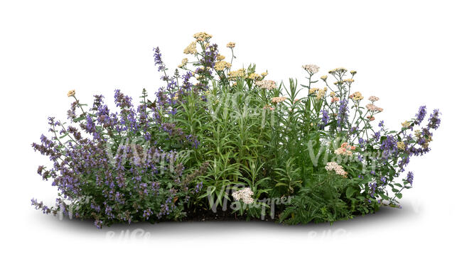 cut out group of flowering plants