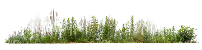 cut out flowerbed with different plants and flowers