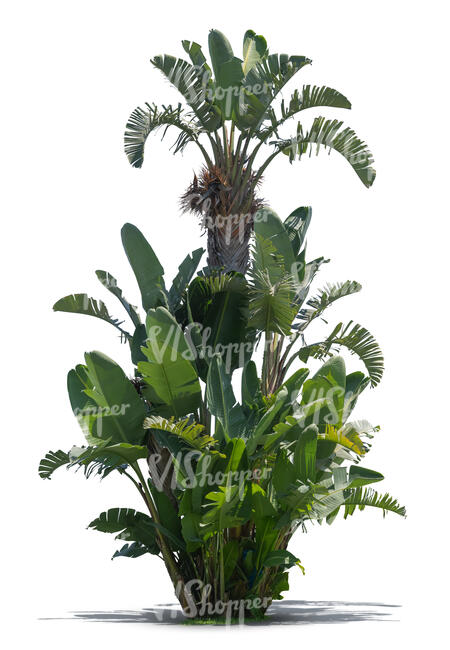 cut out tropical palm tree