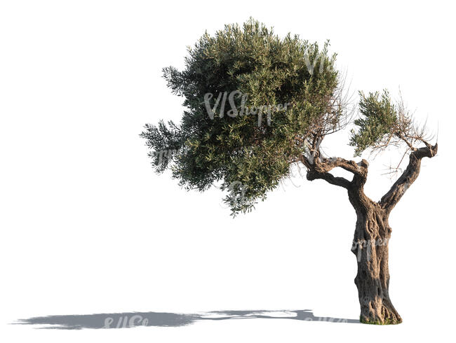 sidelit old olive tree