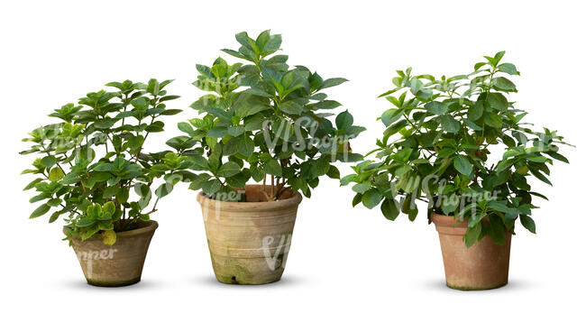 group of plants potted in clay pots