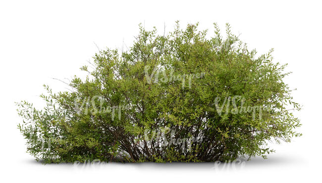 cut out thick bush in ambient light