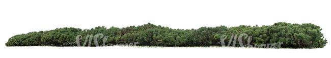 cut out mountain pine hedge