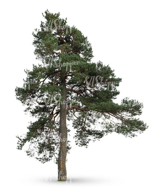 large pine tree in ambient light