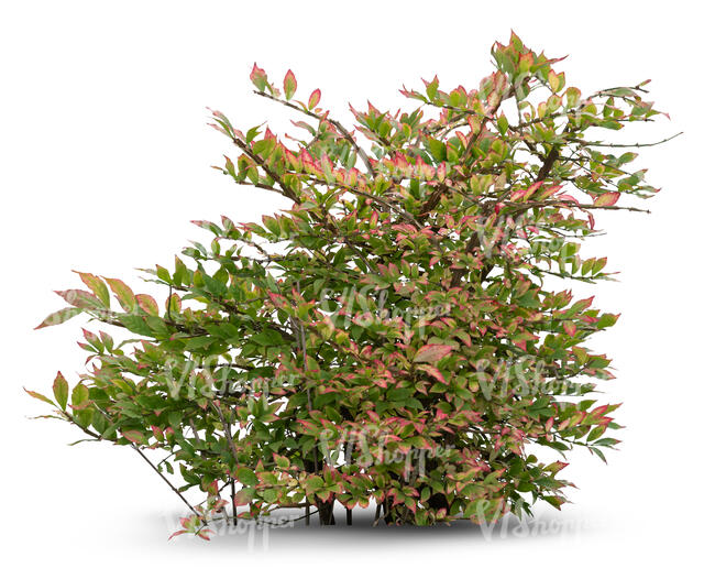 cut out bush with green and pinkish leaves