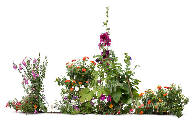 flowerbed with different blooming flowers