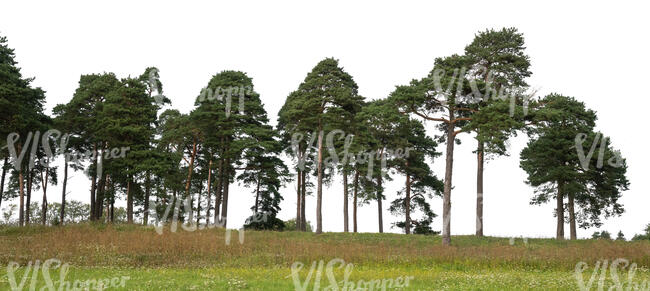 cut out group of trees in a row