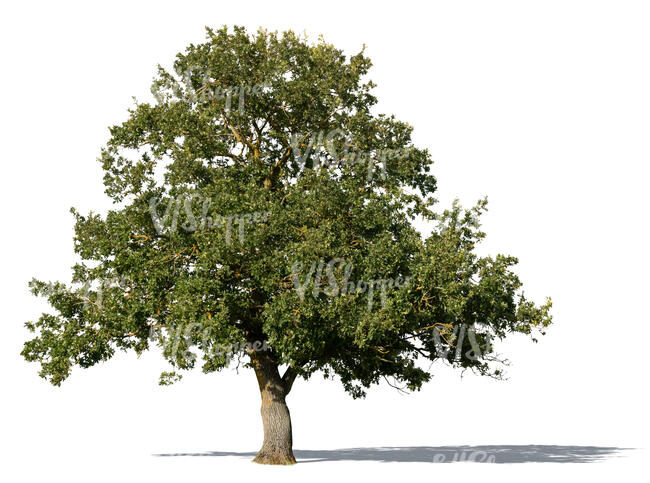 cut out large oak tree