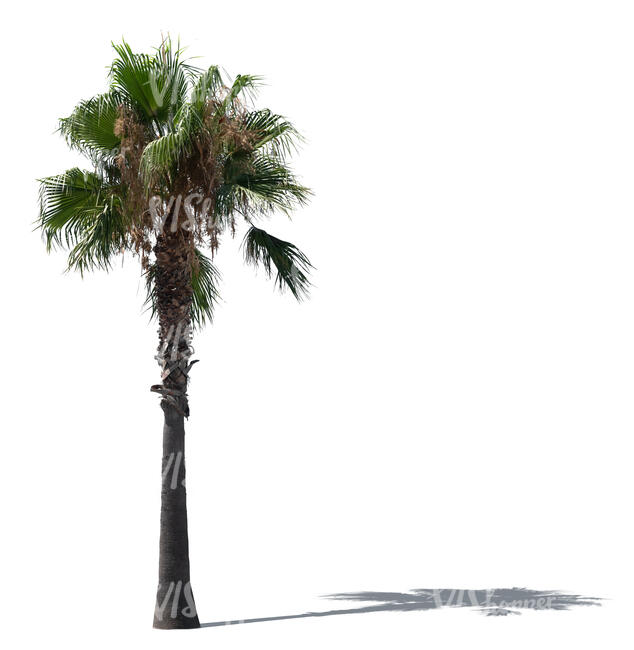 cut out tall palm tree in sunlight