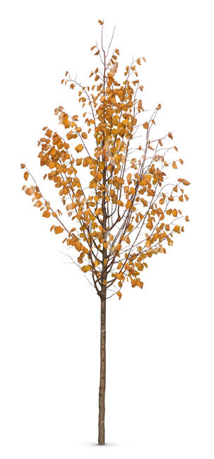 small birch tree with yellow leaves