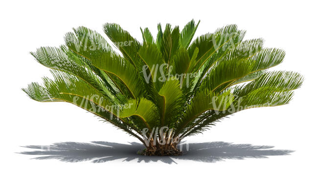 cut out tropical green plant with big leaves