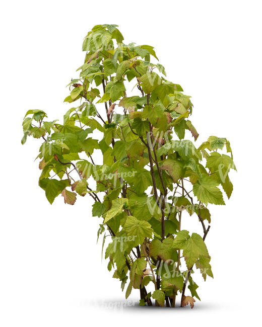 cut out black currant bush