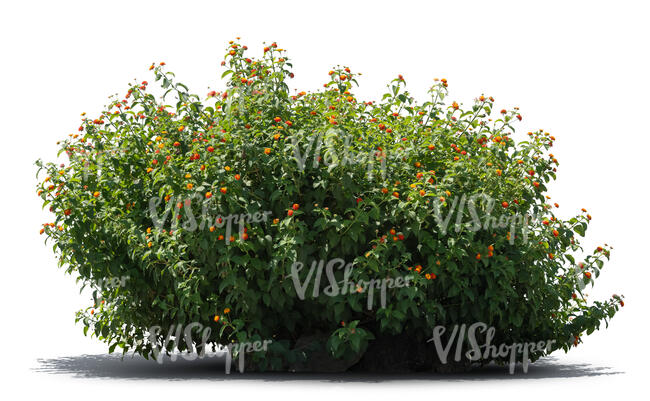 thick bush with orange blossoms