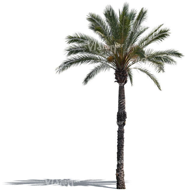 cut out classical palm tree in sunlight