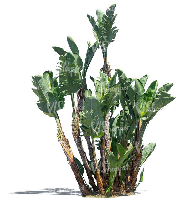 cut out medium size banana tree