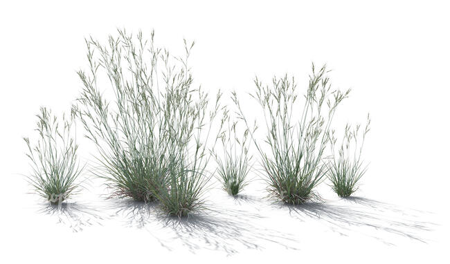 group of ornamental grass plants in backlight