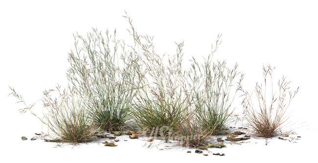 cut out group of grassy plants