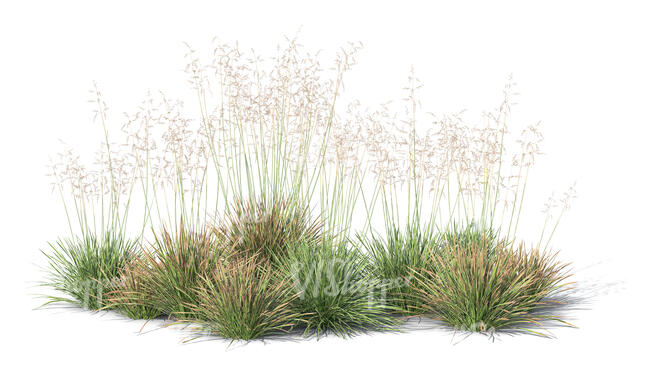 group of ornamental grass plants