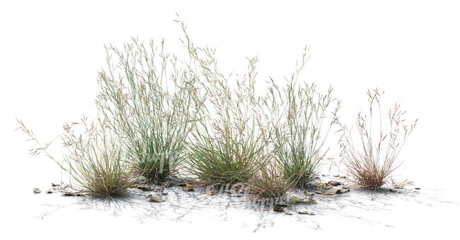 backlit group of grassy plants