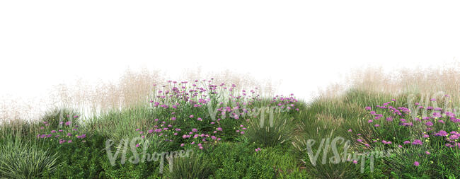 rendered foreground of different grasses and flowers