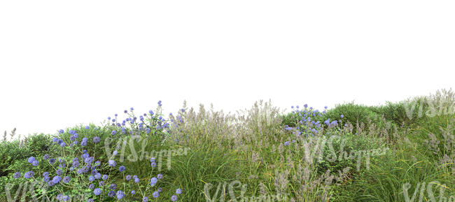 foreground with wild plants and flowers