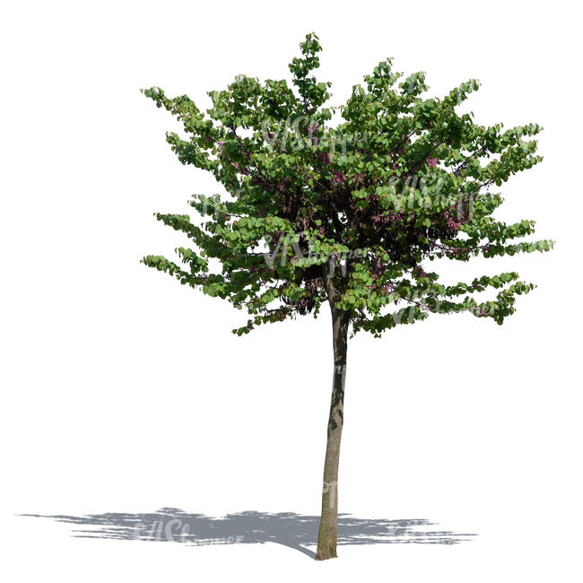 cut out medium height tree with purple blossoms