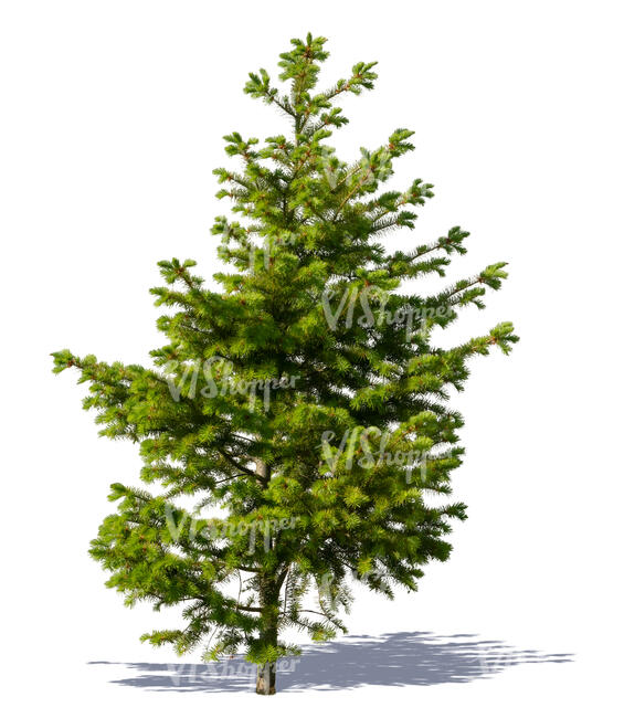 cut out little green spruce tree