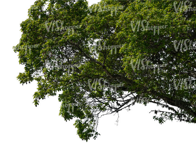 cut out branch of an elm tree