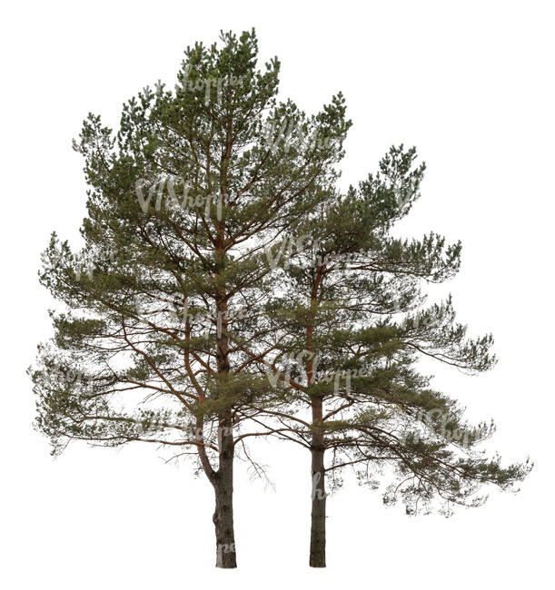 two pine trees in ambient light