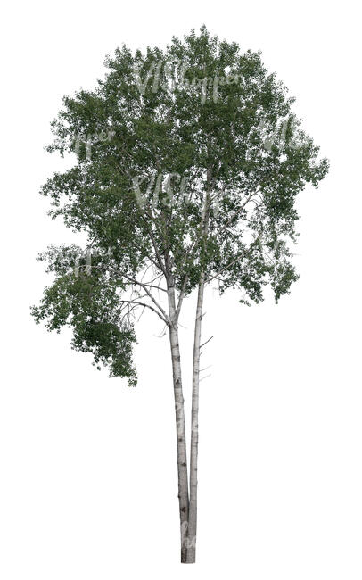 cut out birch tree in ambient light