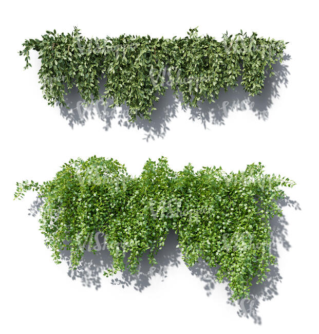 two rendered vines