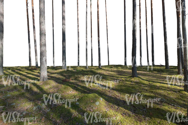 foreground with forest ground and tree trunks