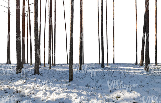 foreground with winter forest