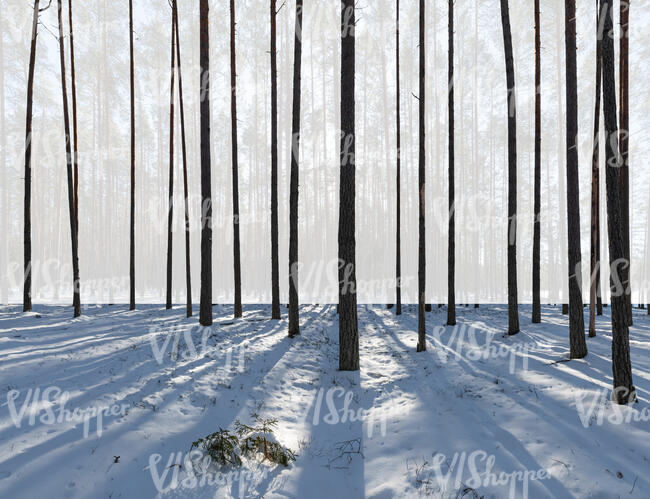 winter forest with pine tree trunks