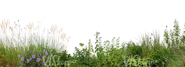 foreground flowerbed with wild plants and flowers