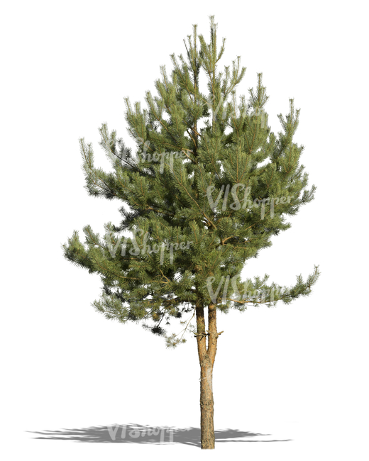 cut out small pine tree - cut out trees and plants - VIShopper