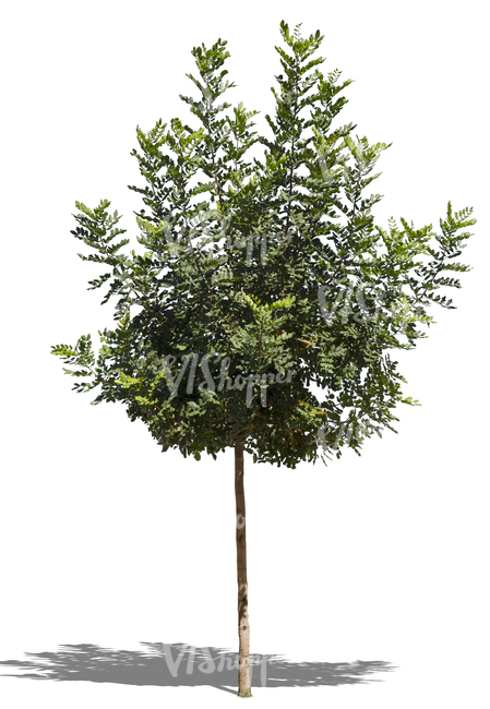 cut out medium size tropical tree