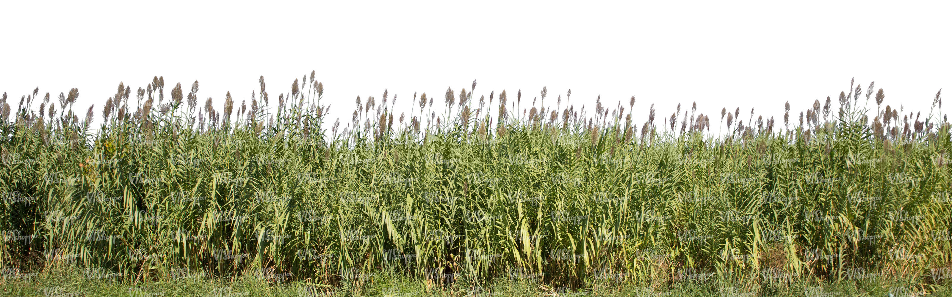 cut-out-tall-grass-cut-out-trees-and-plants-vishopper