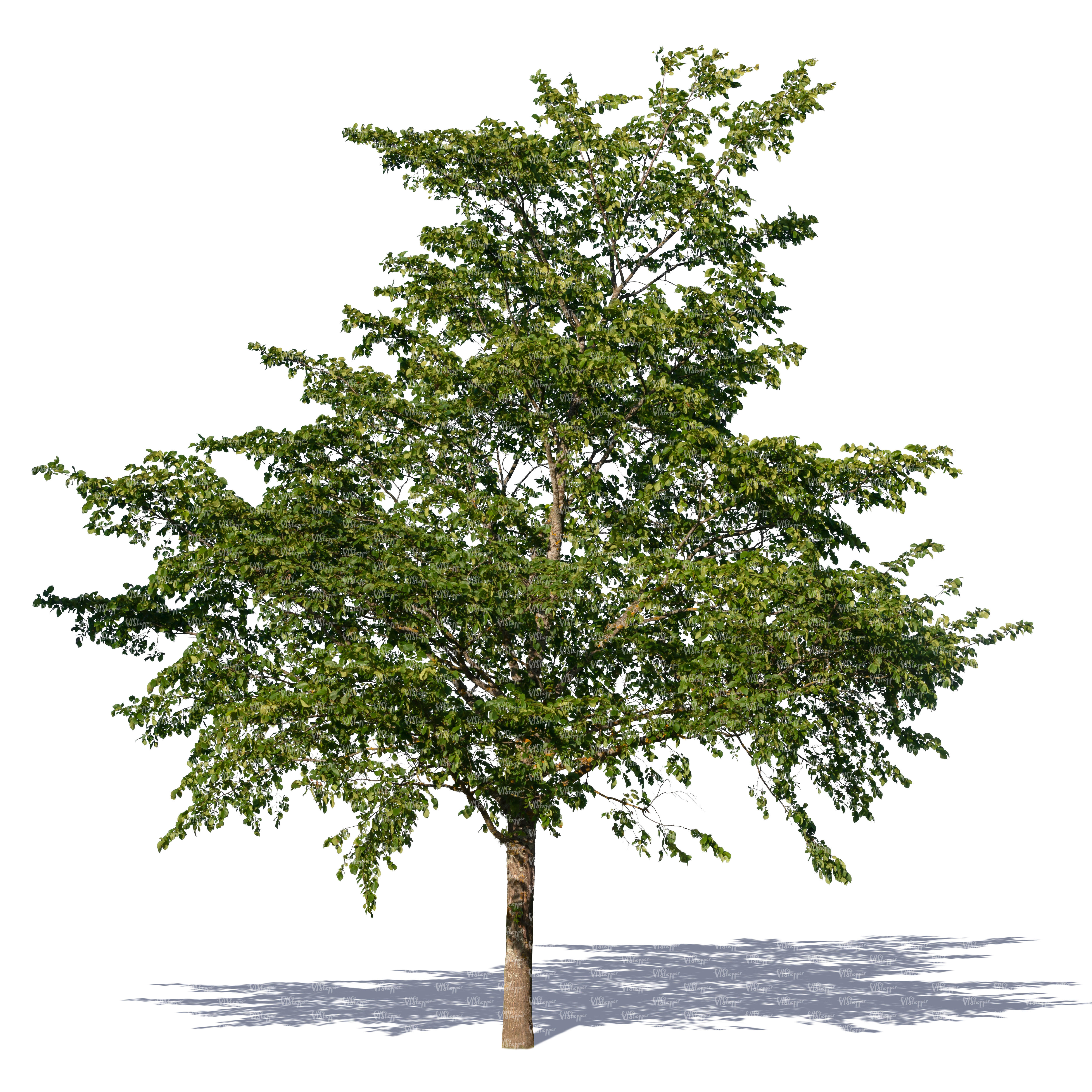 deciduous tree with big crown - VIShopper