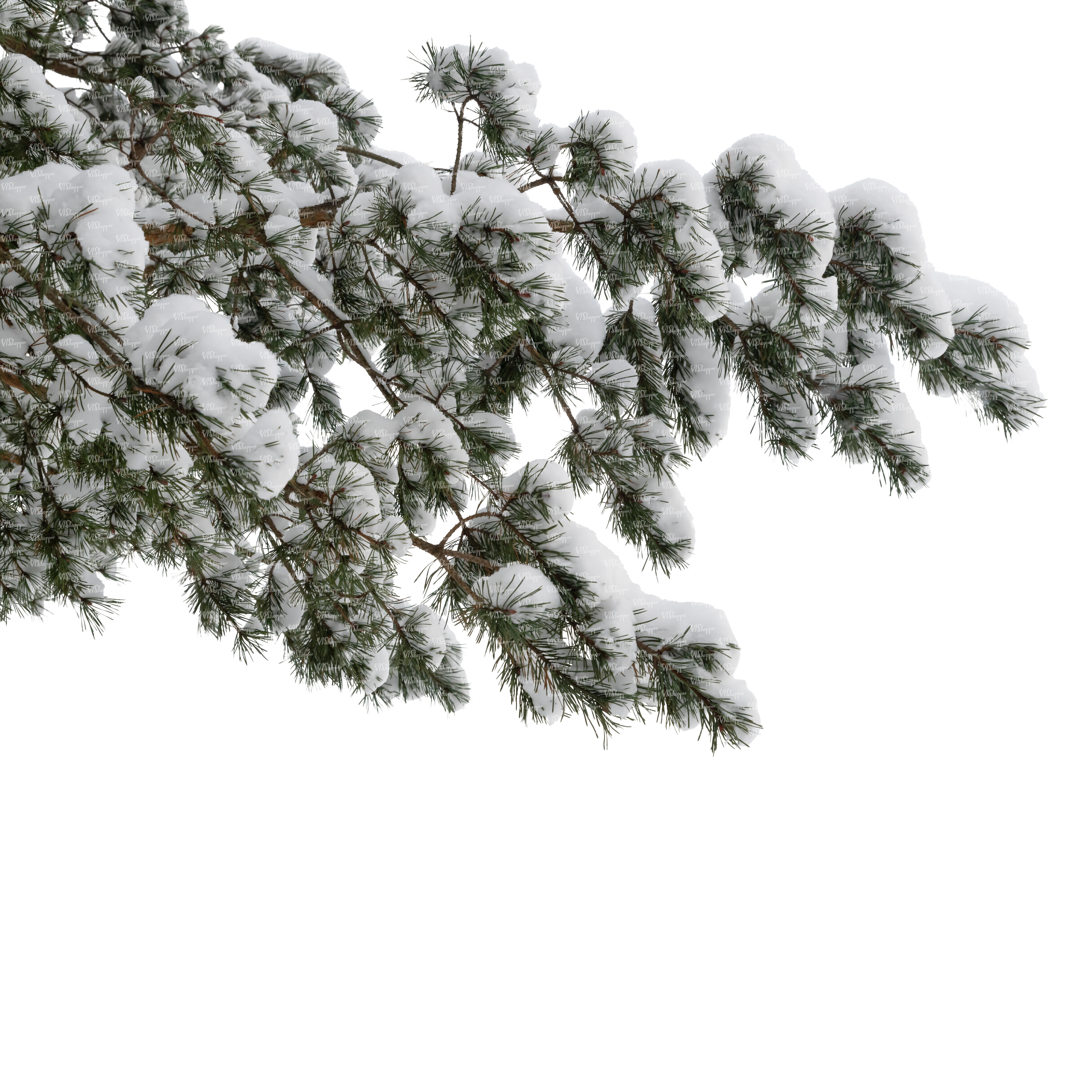 pine trees snow