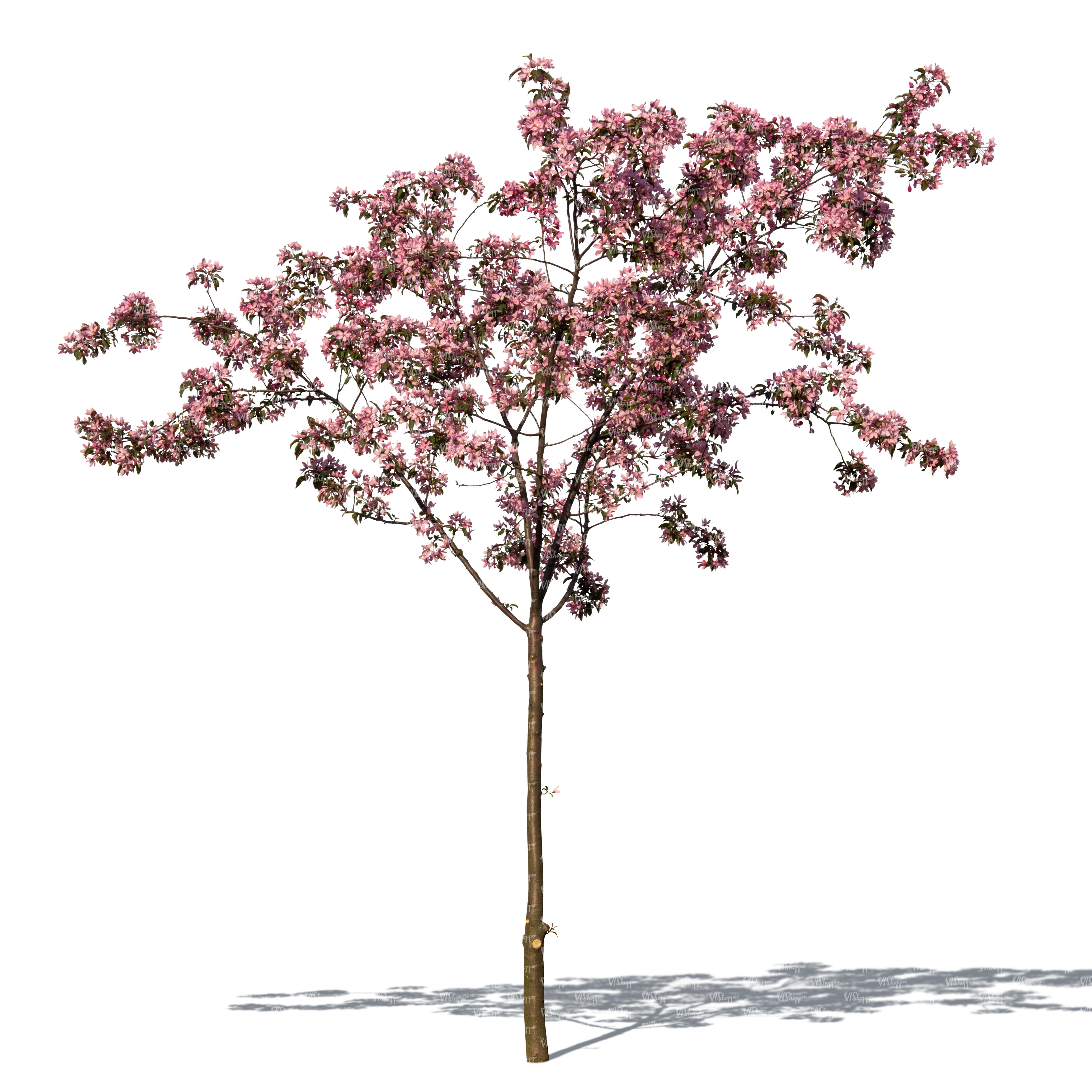 cut out small blooming cherry tree - VIShopper
